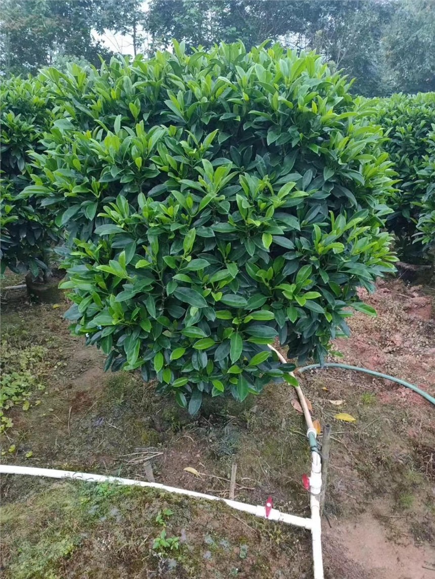 今年的非洲茉莉，基地價更優(yōu)惠