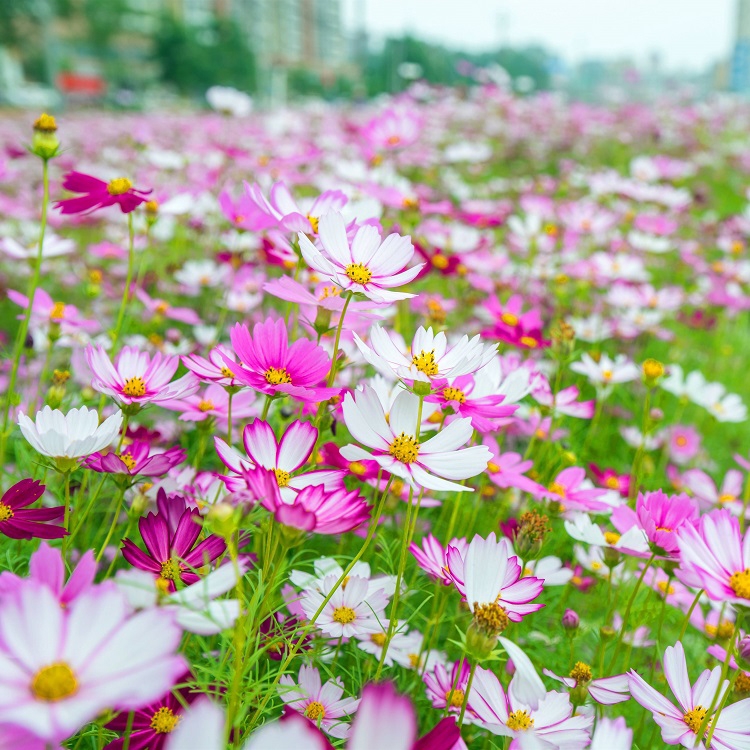 廣西眾興生態(tài)波斯菊種子打造花?；ɑ芨裆；ㄗo坡固土邊坡綠化花種批發(fā)