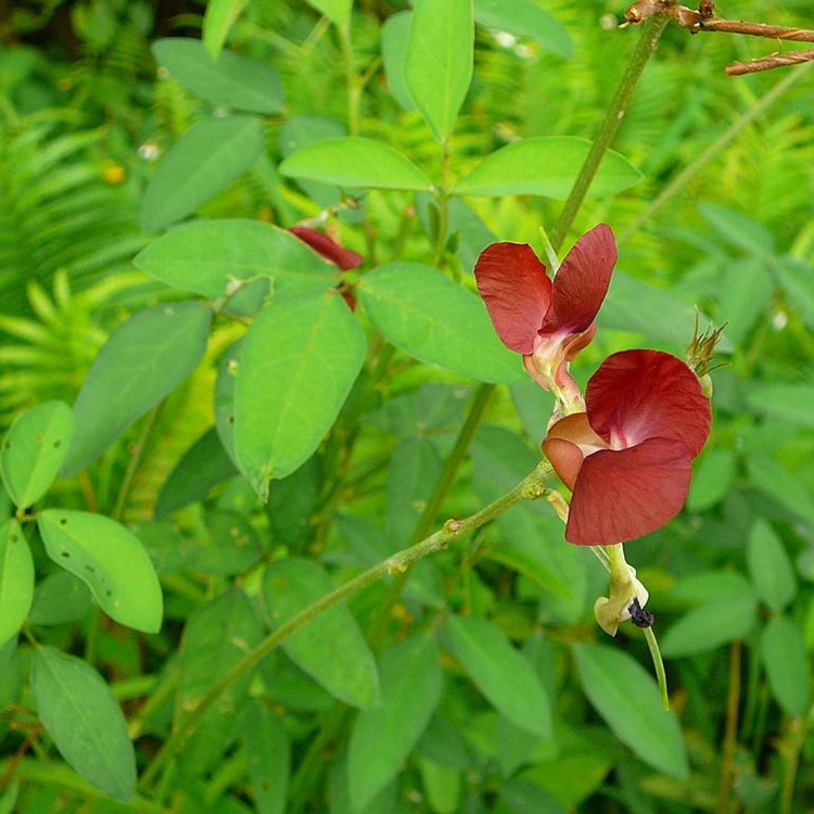 廣西南寧眾興生態(tài)大翼豆種子價格承接礦山修復(fù)護坡固土邊坡綠化工程專用攀爬爬藤種子批發(fā)