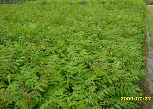 供應香椿苗、香椿樹苗【山東香椿苗價格/山東泰安紅油香椿基地】