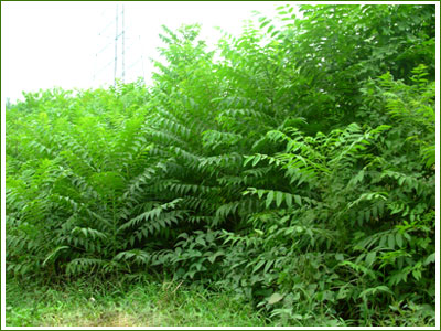 供應香椿苗（哪里的香椿苗最便宜）低價香椿苗山東香椿苗基地