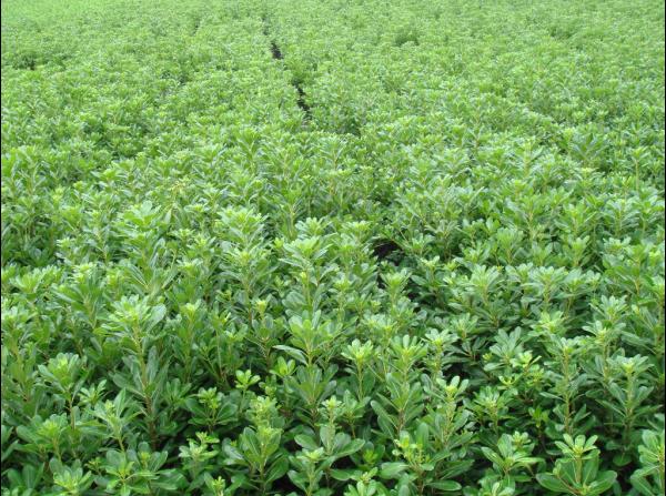 供應(yīng)【扶芳藤/扶芳藤價格/扶芳藤公司/山東泰安扶芳藤基地】