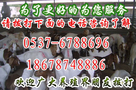 巴彥淖爾市五原縣養(yǎng)羊場、巴彥淖爾市五原縣養(yǎng)羊場電話*巴彥淖爾市五原