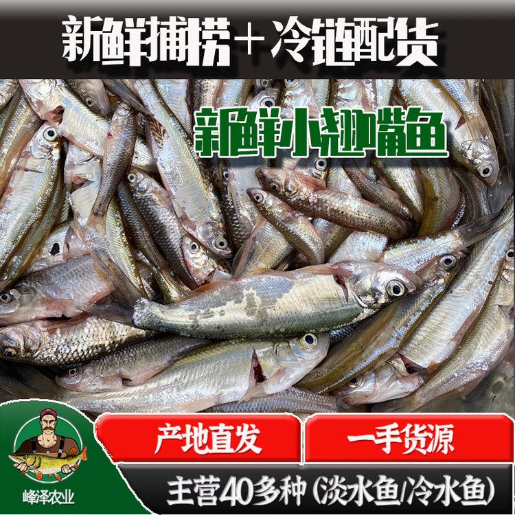 新鮮小白魚批發(fā)白條魚批發(fā)多錢一斤大量收購白條魚魚干