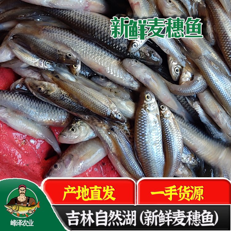 吉林火焙魚(yú)原料麥穗魚(yú)批發(fā)曬魚(yú)干原料麥穗魚(yú)批發(fā)345公分小號(hào)麥穗魚(yú)