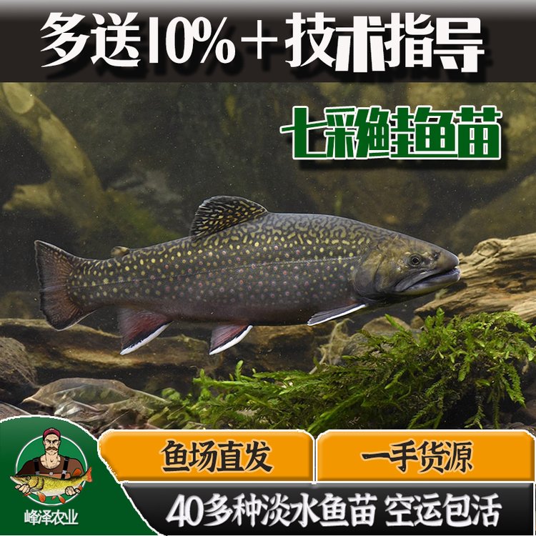 冷凍七彩鮭魚(yú)產(chǎn)地貨源冷凍七彩鮭魚(yú)批發(fā)商報(bào)價(jià)3-5斤冷凍七彩鮭魚(yú)加工廠