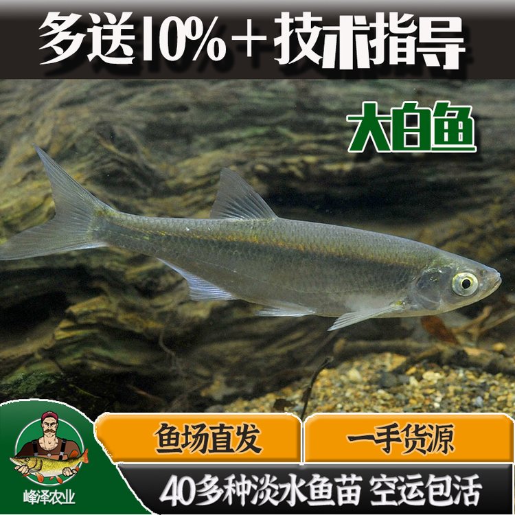 黑龍江大白魚魚苗供應(yīng)大白魚魚苗多錢一斤本地大白魚苗里有賣的