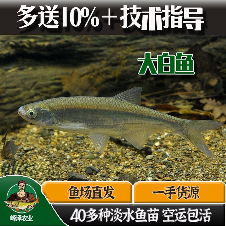 東北地區(qū)大白魚苗批發(fā)翹嘴大白魚人工育苗基地大白魚規(guī)?；B(yǎng)殖場