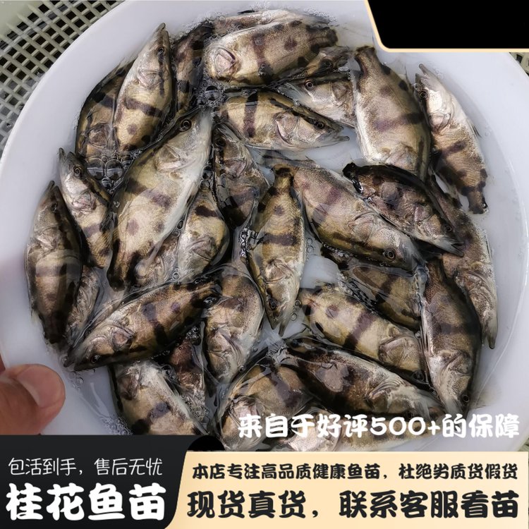 佳木斯附近淡水魚(yú)苗批發(fā)佳木斯魚(yú)苗養(yǎng)殖場(chǎng)佳木斯附近魚(yú)苗養(yǎng)繁殖基地