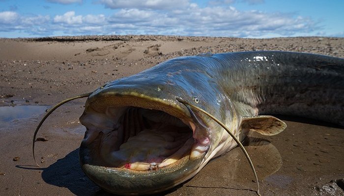 懷頭鯰魚批發(fā)價格懷頭鯰魚供應(yīng)商懷頭鯰魚專賣店