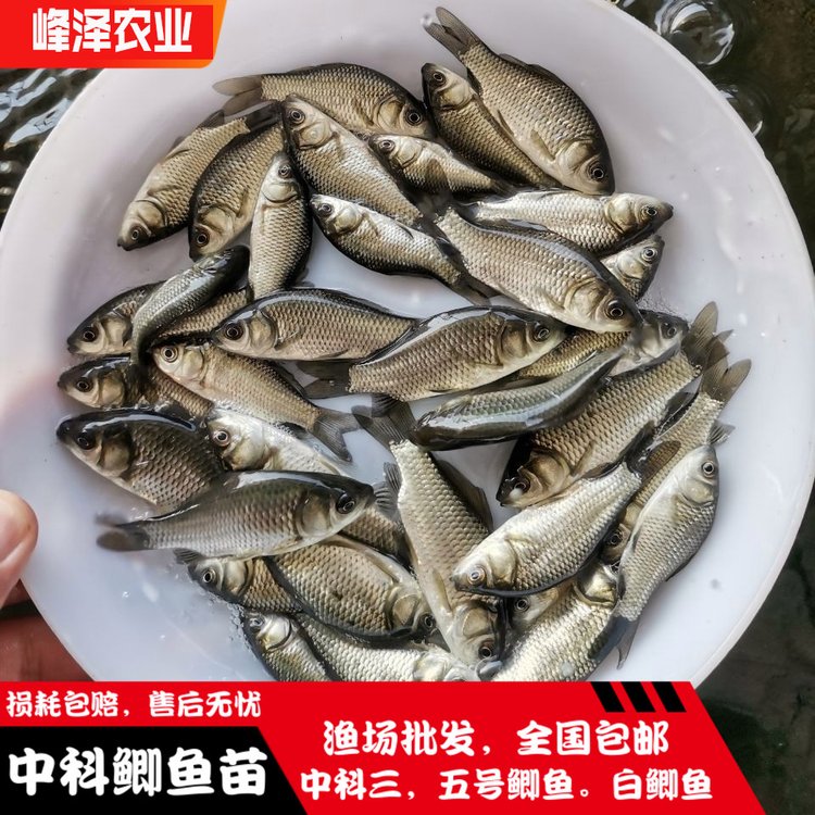 鐵力市魚苗批發(fā)市場嘉蔭縣附近養(yǎng)魚苗電話號碼大箐山縣周邊魚苗批發(fā)