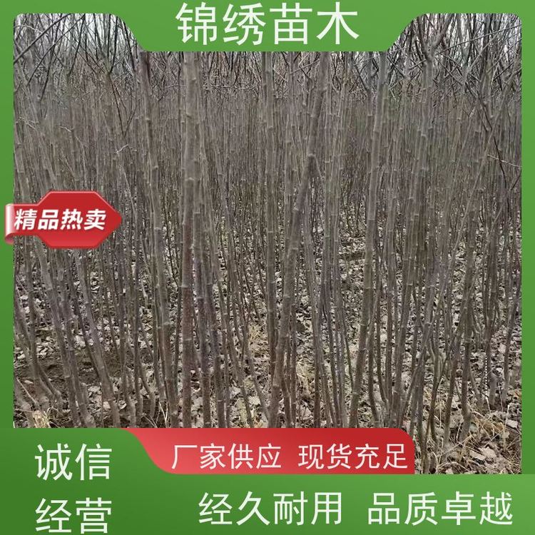 新品種眾誠3號秦脆蘋果苗矮化蘋果樹種苗皮薄肉脆基地供應