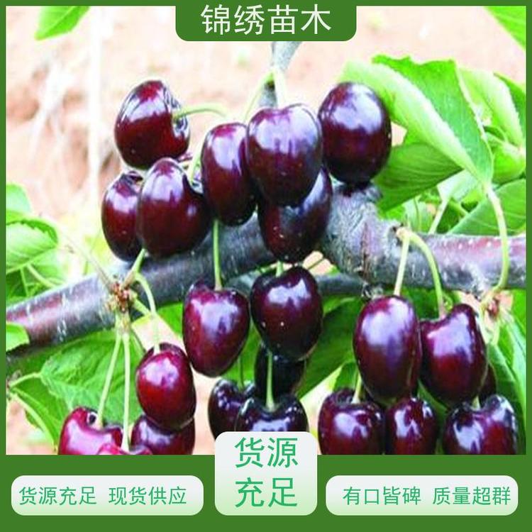 櫻桃苗種植管理美早俄羅斯八號布魯克斯弗里斯克1-6公分櫻桃樹苗