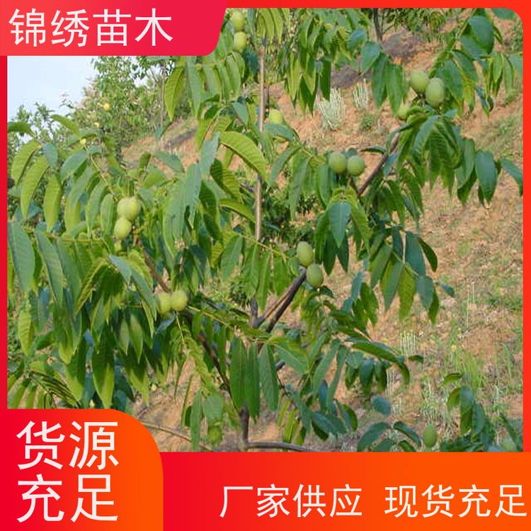 黑核桃中農(nóng)短枝垂鈴核桃苗基地出售嫁接成品樹栽植當(dāng)年少量結(jié)果