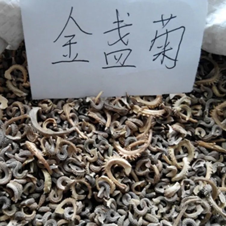 金盞菊種子工程綠化黃金菊花?；ㄧR切花可食用花籽長(zhǎng)生菊種子