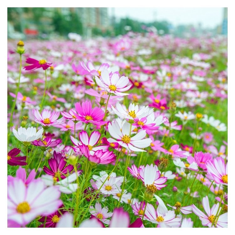 波斯菊種子混色高桿矮桿格桑花綠化工程花卉花種