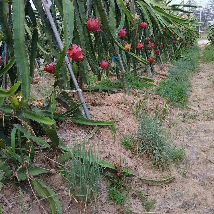 雙暉溫室無水種植綠蘿等綠植大棚可就近安排焊接拼裝