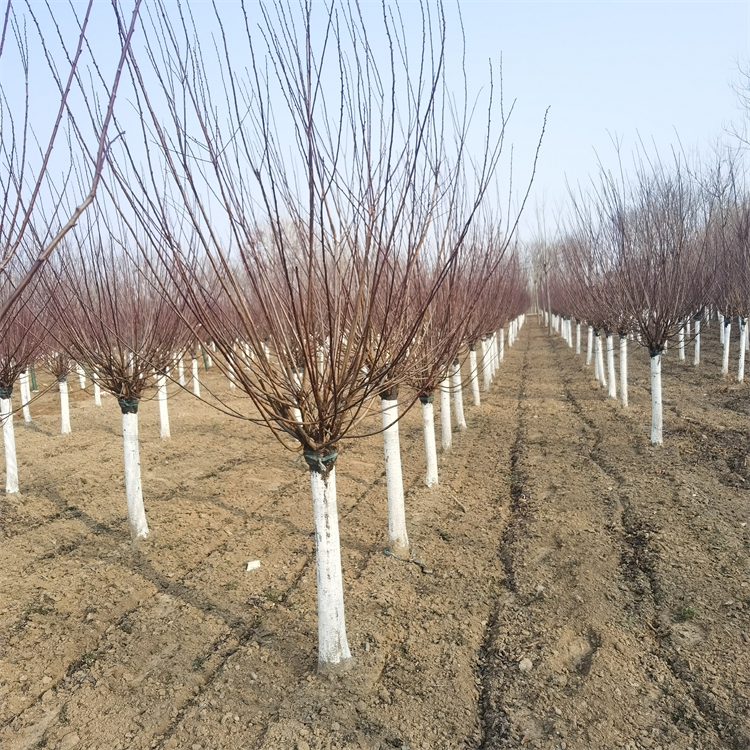 綠化風(fēng)景樹12公分紅梅公園觀賞梅樹庭蔭綠化樹