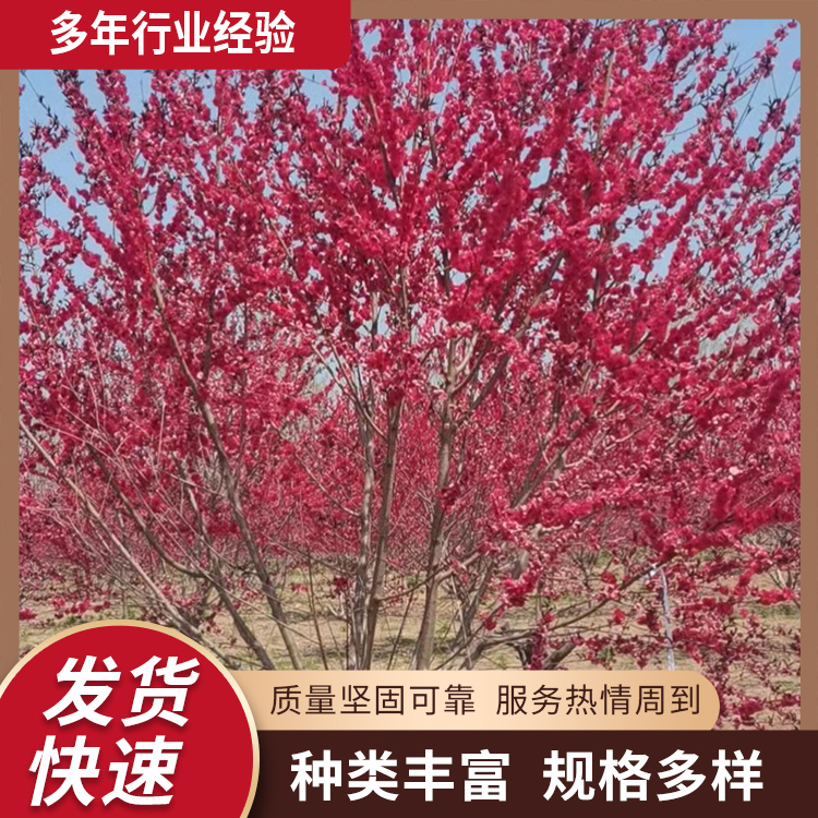 5-6-8-9-10-12-13-14-15-16-18公分綠化紅葉碧桃校園種植觀賞樹