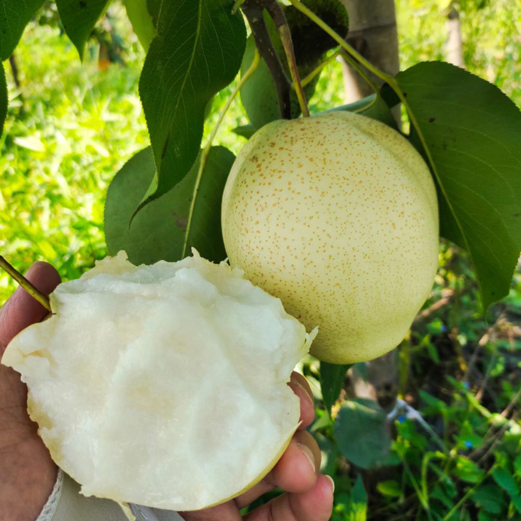 神牛農(nóng)業(yè)科技表皮光滑雪花梨苗銷售栽培基地成活率98