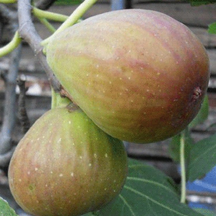 布蘭瑞克無花果苗高產易種植當年結果貨真價實