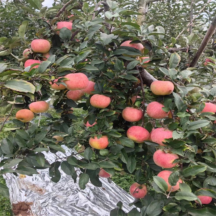 神牛愛妃蘋果苗廠家實(shí)地廠家果實(shí)含糖量高1年苗成活率98