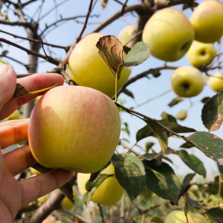 水蜜桃蘋果苗新品種果樹苗肉質(zhì)鮮甜成活率高基地直銷