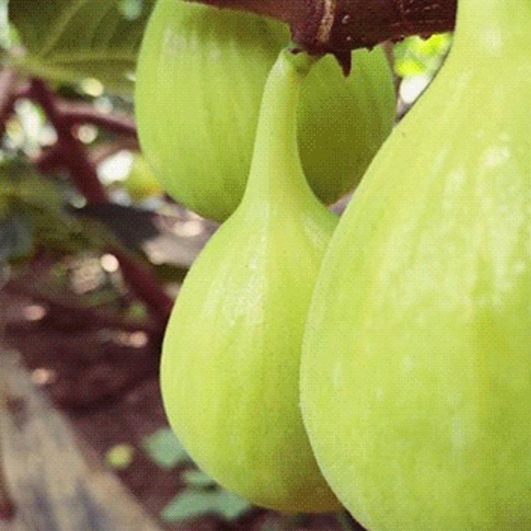 金傲芬無花果苗當年掛果高產庭院果樹苗科學種植