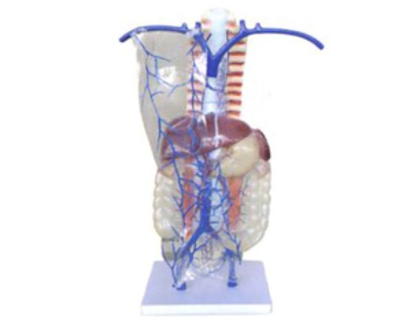門(mén)靜脈及側(cè)支循環(huán)解剖模型