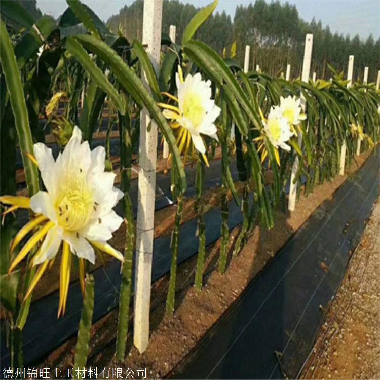 果樹防草布廠家園藝防草布廠家錦旺防草布除草布抑草布蓋草布價格