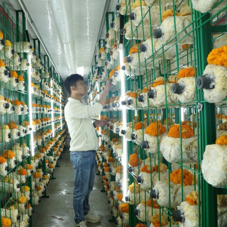 中久菇架廠家食用菌種植基地項目培養(yǎng)架蘑菇種植架子