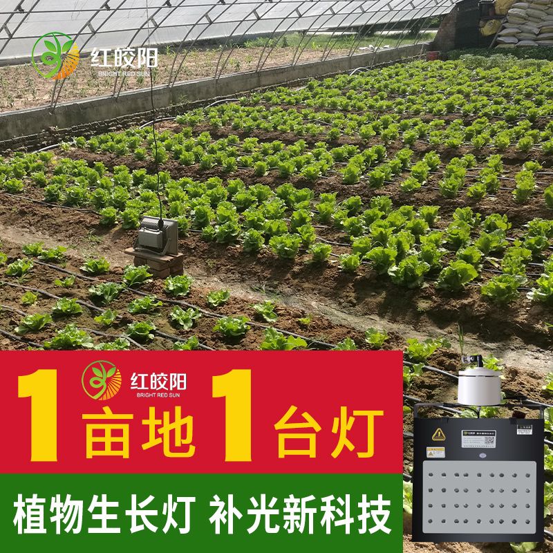 【葉菜專用】大棚專用生長燈紅皎陽激光補(bǔ)光燈植物葉菜飽光燈智能