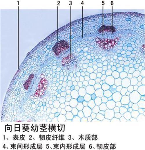 向日葵幼莖橫切植物莖動植物切片顯微鏡教學玻片標本