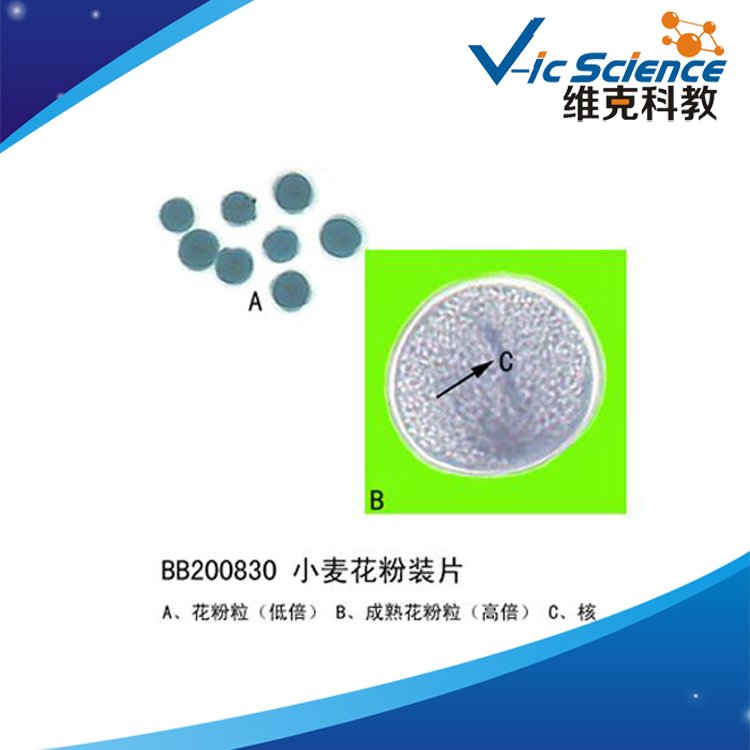 小麥花粉裝片植物類教學顯微鏡切片標本生物切片工廠