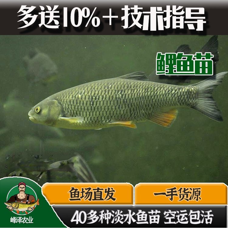 長(zhǎng)春市各種淡水魚(yú)苗批發(fā)九臺(tái)水庫(kù)放生魚(yú)苗批發(fā)雙陽(yáng)釣場(chǎng)放釣魚(yú)苗批發(fā)