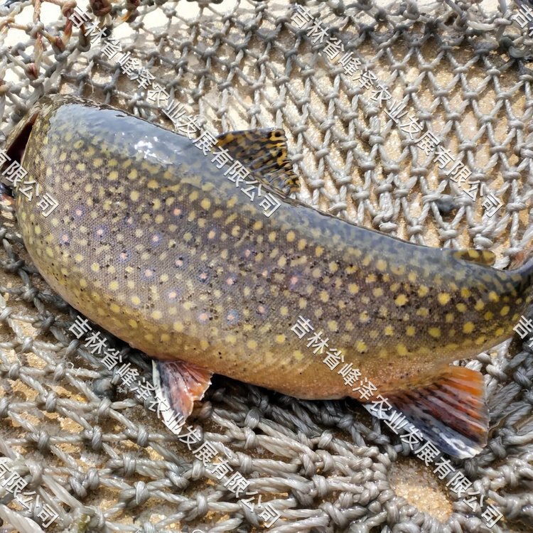 美洲七彩鮭魚商品魚批發(fā)美國紅鮭魚魚苗價格美洲紅點(diǎn)鮭魚市場價格