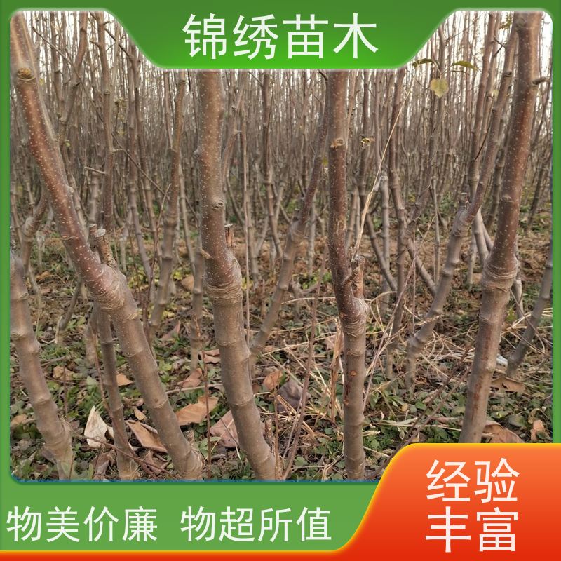 1-5公分蘋(píng)果樹(shù)苗水紅秦冠植株健壯紅富士煙富8-10眾城3號(hào)蘋(píng)果苗