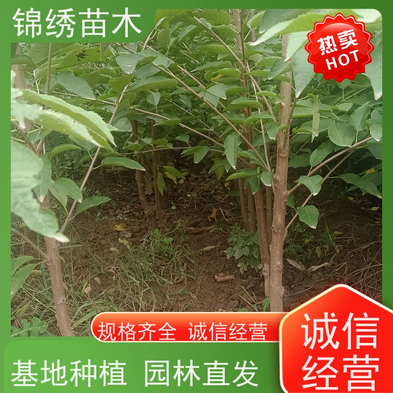 大棚櫻桃樹苗俄羅斯8號易成花瑞德櫻桃苗供應基地豐產(chǎn)期長口感好