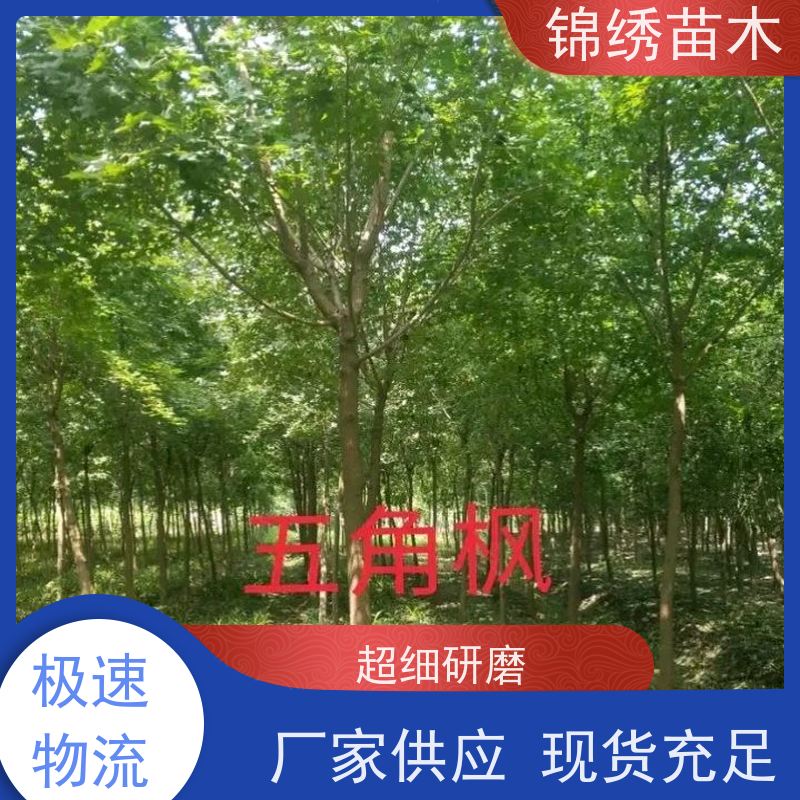 五角楓苗定桿五角楓叢生五角楓樹彩葉樹別墅景區(qū)園林綠化工程用苗