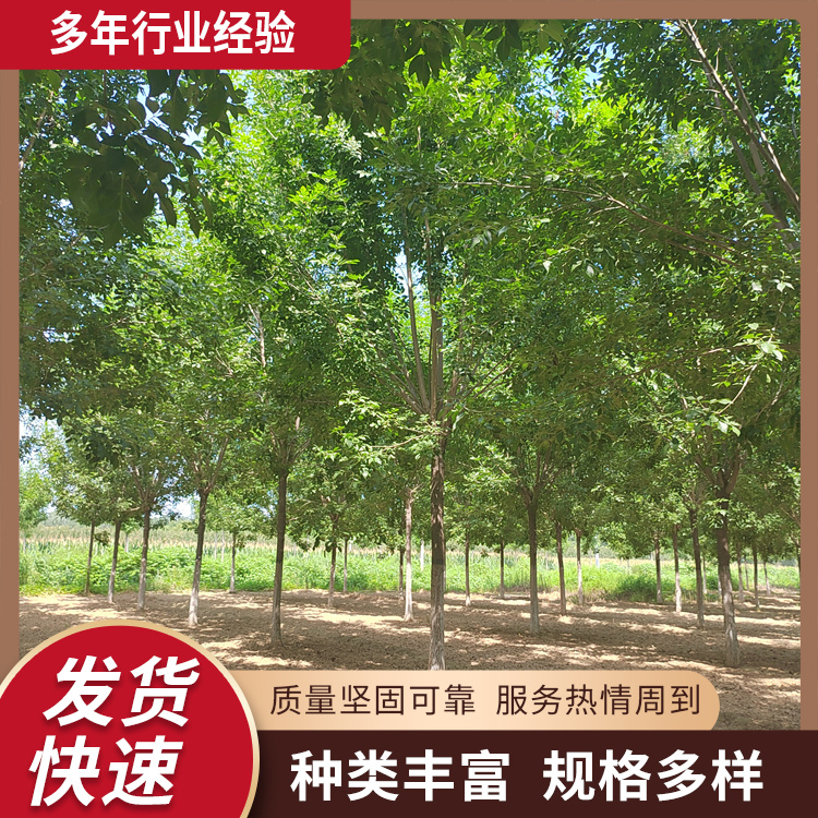 15-18-20公分園林綠化白蠟小區(qū)街道風(fēng)景樹(shù)樹(shù)形美觀