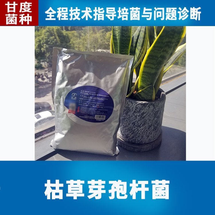 全程技術(shù)指導(dǎo)甘度廢水處理菌廢水處理站專用液體硝化菌